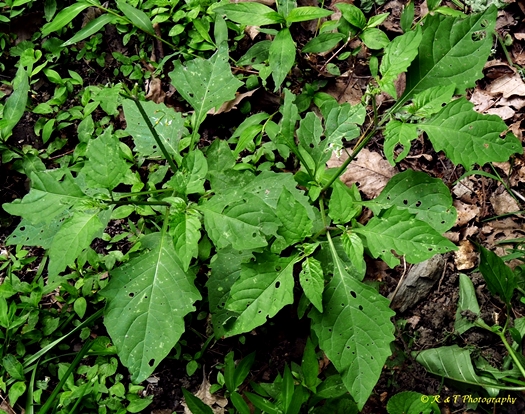 {Solanum ptychanthum}